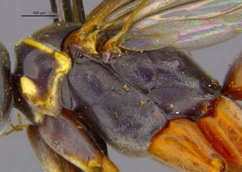 Media type: image;   Entomology 26589 Aspect: thorax lateral